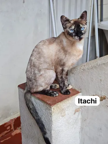 URGENTE | Doação responsável de gato