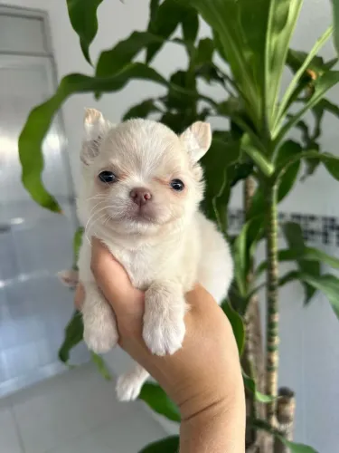 Chihuahua Pelo Longo Macho - Um Príncipe