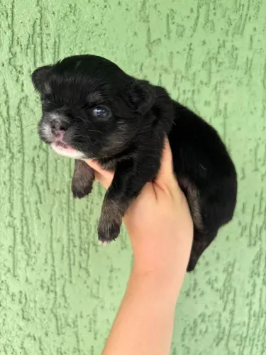 Vendo chihuahua fêmea pelo longo