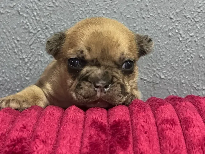 Bulldog francês pequenos 