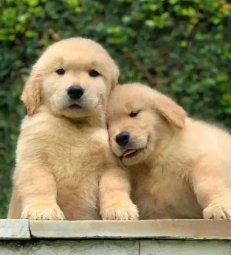 Filhote Golden Retriever, O filhotinho perfeito para você pode estar aqui!