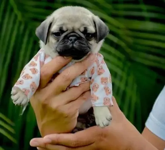 Pug fucinho do amor