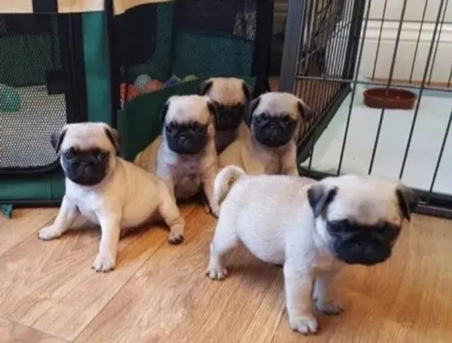 Pug Filhotes Amigos Verdadeiros.