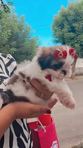 Shih-tzu fêmea disponível 
