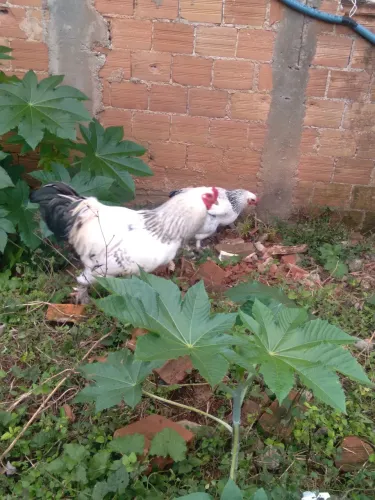 Galinhas brama