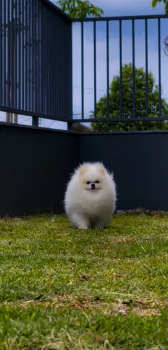 Lulu da Pomerânia disponível para cruza