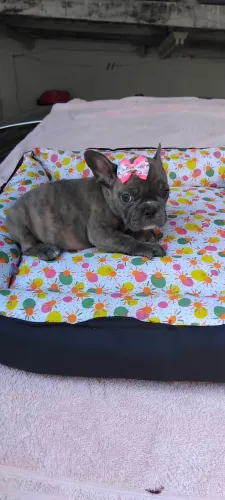 Buldogue francês fêmea pronta entrega
