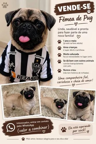 Fêmea de Pug