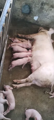 Porca e filhotes