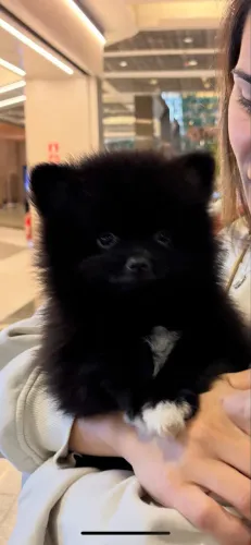 Lulu da Pomerânia Spitz Alemão