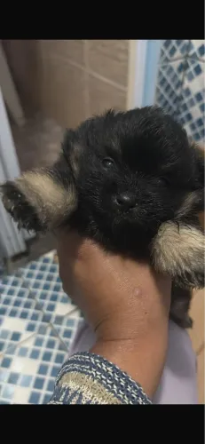 Filhote de spitz alemão macho