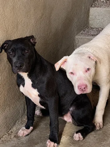 Vende se dois pitbull o branco é macho a fêmea e a preta 