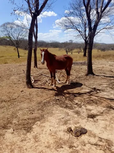 Vende-se cavalo Quarto de Milha . 3 Anos