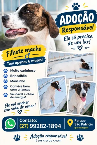 FILHOTE MACHO PARA ADOÇÃO, 6 MESES