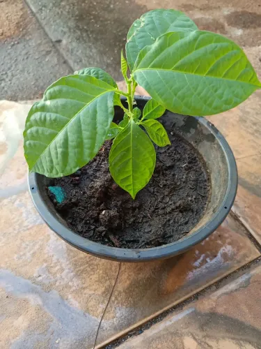 Vendo munda de maracujá doce