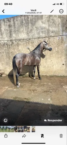 Cavalo manga larga picado