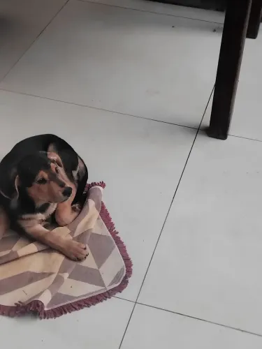 DOAÇÃO DE FILHOTE DE CACHORRO