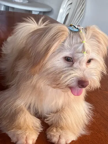 Filhote Lhasa Apso
