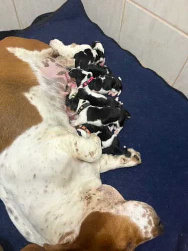 Filhotes Basset Hound 