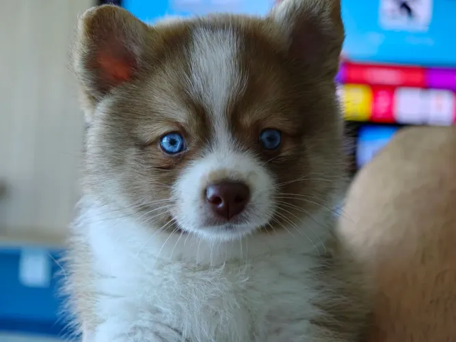 Fêmea - Filhote de Pomsky Mini - Alto Padrão