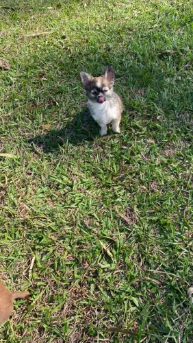 Chihuauha