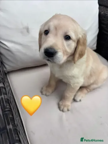 Cachorro filhote pelagem bonita Golden Retriever