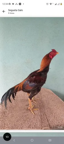 Galos mura 