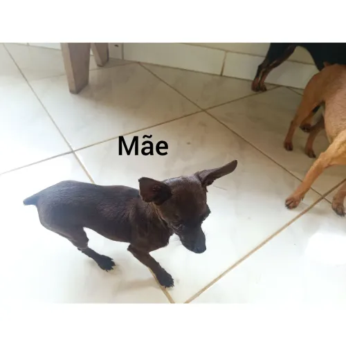 Pincher Miniatura Recém Nascidos