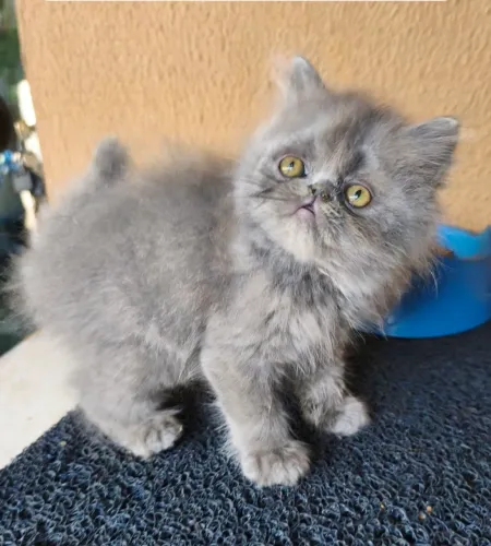 Gatinho persa Blue