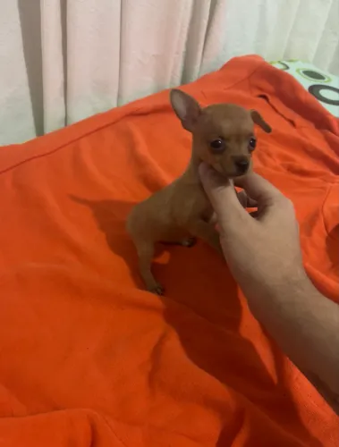 Pinscher fêmea zerinha 