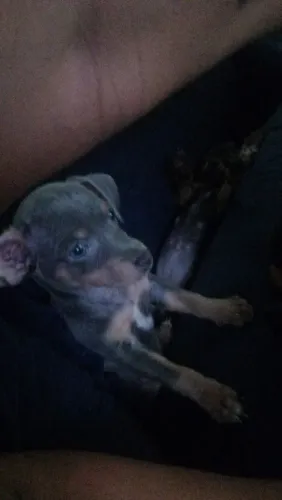 Vende se uma cachorrinha pinscher com 2 meses