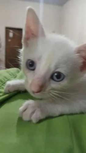 Doa-se Gato