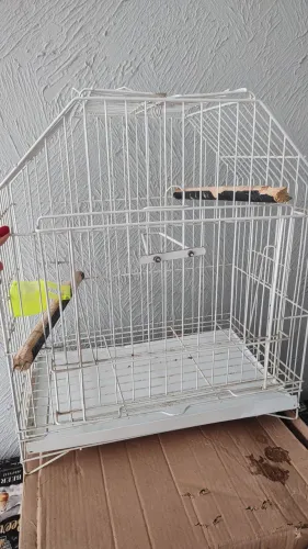 Gaiola para passarinho, calopsitas