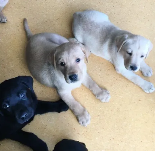 Labrador cao amigavel