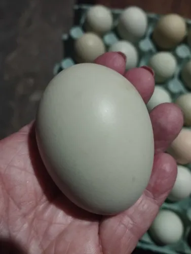 Ovos ferteis para chocar de galinha caipira.