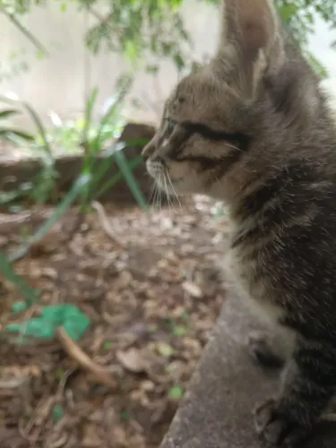 Doa-se gatinho filhote