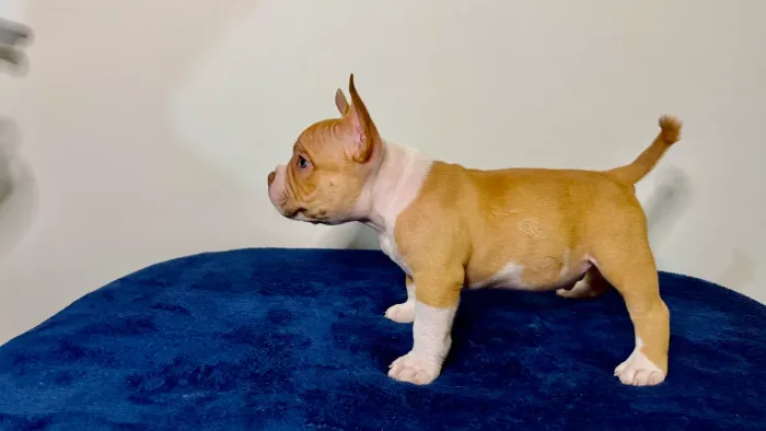 Filhotes American Bully Micro disponíveis. Chame vc: *