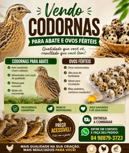 Codornas