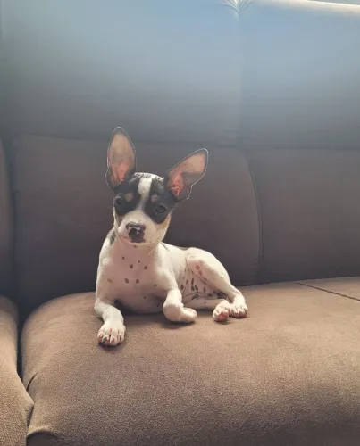 Pinscher fêmea 