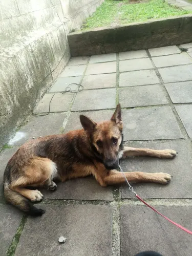 doação pastor alemão/malinois