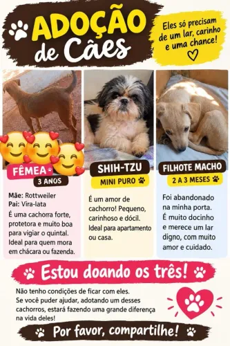 Cachorros