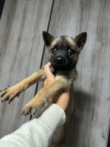 Cachorro 