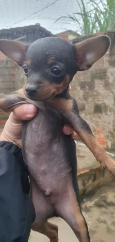 Cachorrinho Pincher n 0