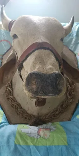 Cabeça de gado pra decoração 