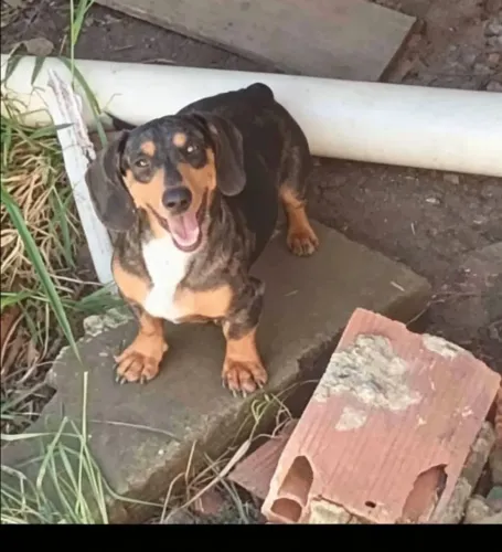 Bassert macho adulto já cruzando não é castrado