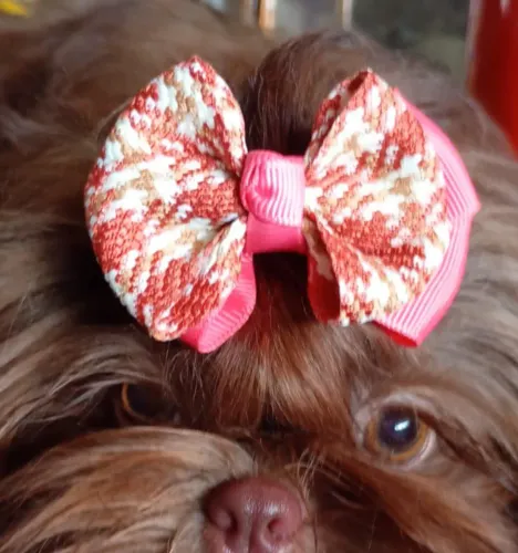 Shih Tzu Fêmea