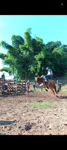 Boi de rodeio