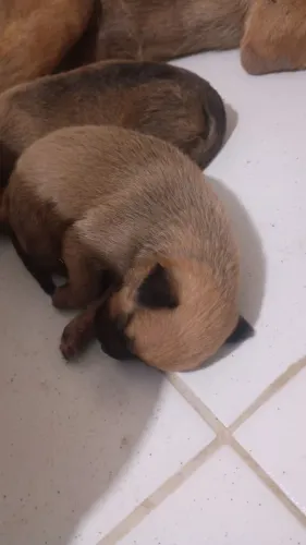 Adoção responsável: