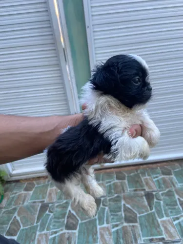 Filhote shih tzu macho