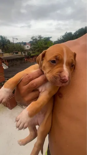 Filhotes de Pitbull